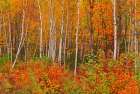 Canada-New Brunswick-Gagetown Acadian forest in autumn foliage Art Print